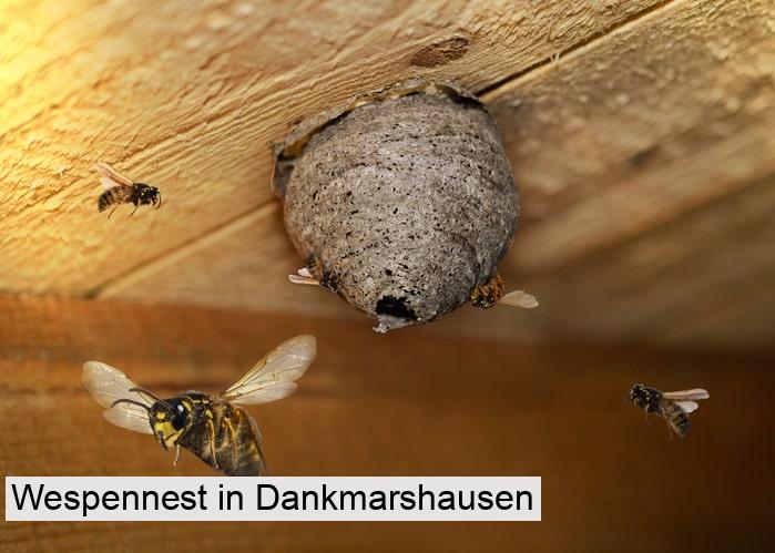 Wespennest in Dankmarshausen